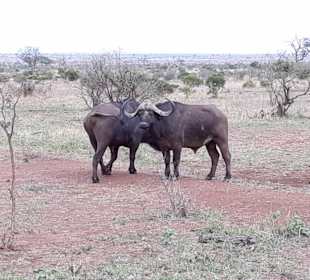 Komm wir gehen - Nö - ich schau noch mal