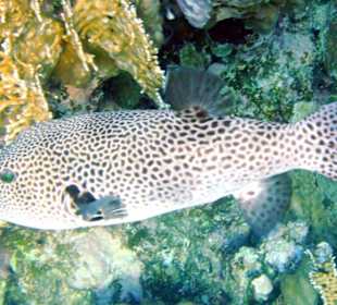 Riesenkugelfisch