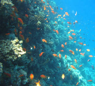beim Schnorcheln in der Makadi-Bucht