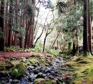 Inselrundfahrt Terceira