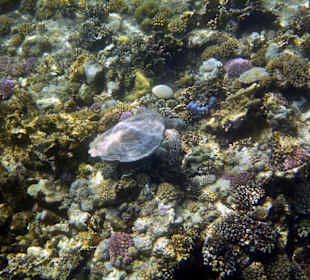 Am Aussenriff Richtung Resta Reef