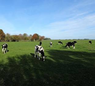 Impressionen von der Weserinsel Harriersand