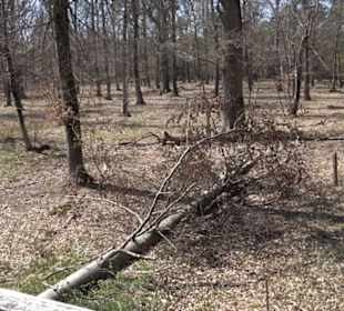 Waldkulturerbe Neuweiler Viehweide