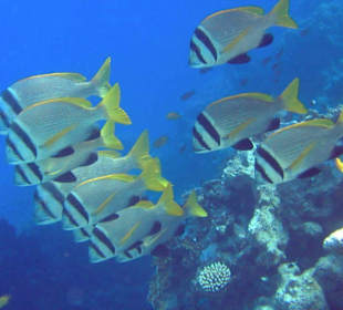 rechts am Steg runter ( sind immer da )