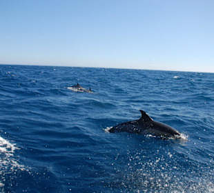 Begegnung mit Delphinen