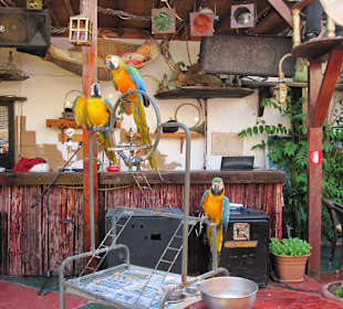 Blue Lagoon Pirate Bar