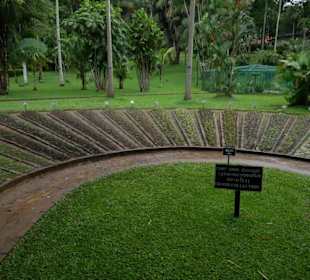 Pflanzen im botanischen Garten