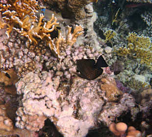 Fische vor dem Hausriff Hotel Tulip Resort