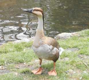 Weltvogelpark Walsrode