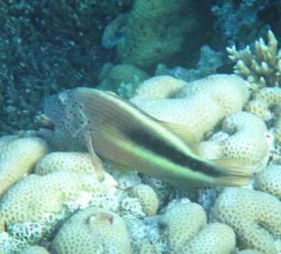 Hausriff Arabia Azur Resort