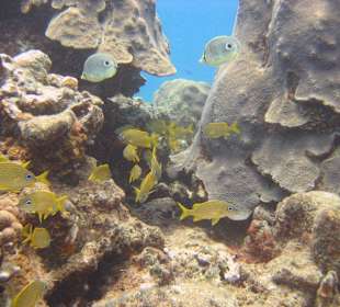 Begegnung unter Wasser Hurghada