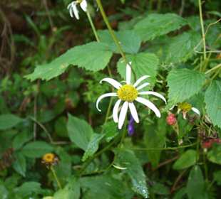 Parcul Natural Apuseni