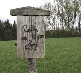 Lehrpfad Bäume des Jahres