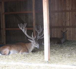 Der 14-Ender Burli mit Gefährtin