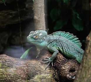 Camäleon