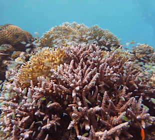 ORCA Dive Club Coral Garden