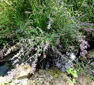 Frische Minze am Wasserlauf