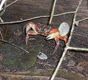 Tachai - Chicken Crab