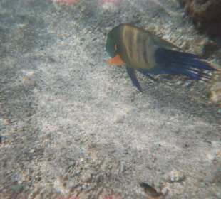 Schnorcheln in Strandnähe