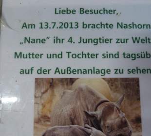 Nachwuchs beim Nashorn