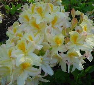 Hauptblüte im Rhododendronpark Bremen