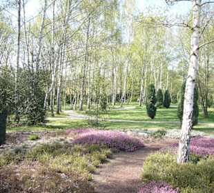 Birken im Britzer Garten