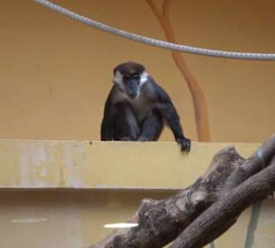Tierpark Hellabrunn - Welt der Affen