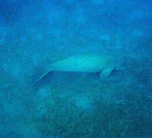 Dugong, Mai 2015