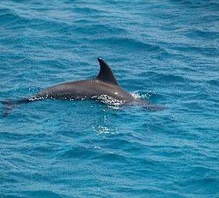 Delfin