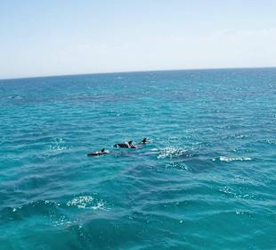 Sichtung von Delphinen