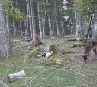 Erlebnisbauernhof und Wildgehege