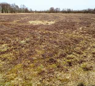 Blick über das Hochmoor