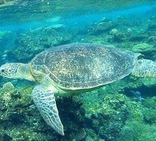 Schildkröte am Hausriff