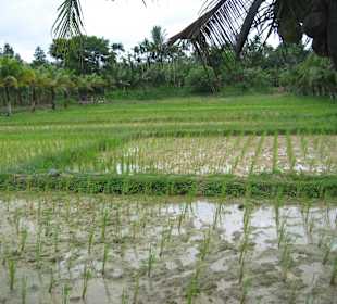 Reisfelder
