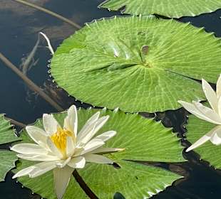 Sir Seewoosagur Ramgoolam Botanic Garden