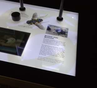 Museum für Naturkunde