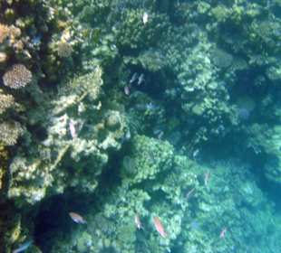Riff in Strandnähe , Sharm El Naga