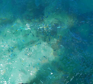 Fische bei der Fütterung Hook Island