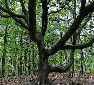 Wandern Graal-Müritz