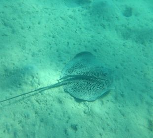 Hausriff - iPhone 5 im DiCAPac Plastik Case