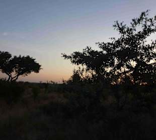 Krüger Nationalpark