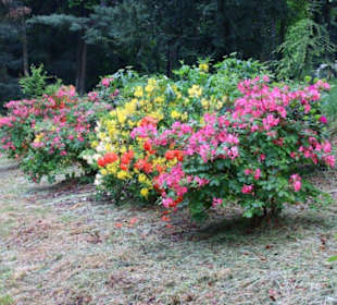 Rhododendron in voller Blüte