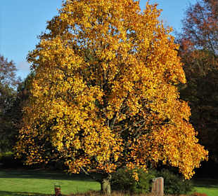 Rundgang durch den Botanischen Garten Hamburg
