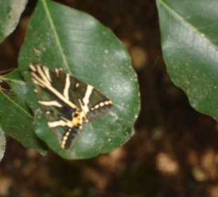 Schmetterling aus dem Schmetterlingstal