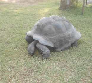 Uralte Riesenschildkröte 