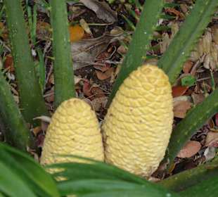 Botanischer Garten