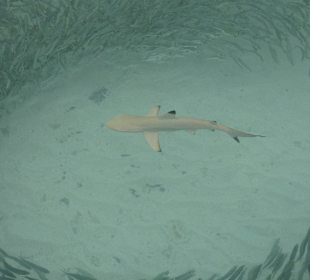 Hai mit Fischschwarm