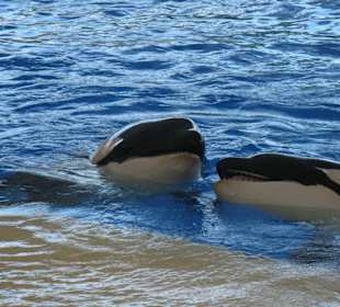Orca Show