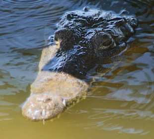Cocodrillo 