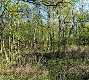 Impressionen vom Schwimmenden Moor